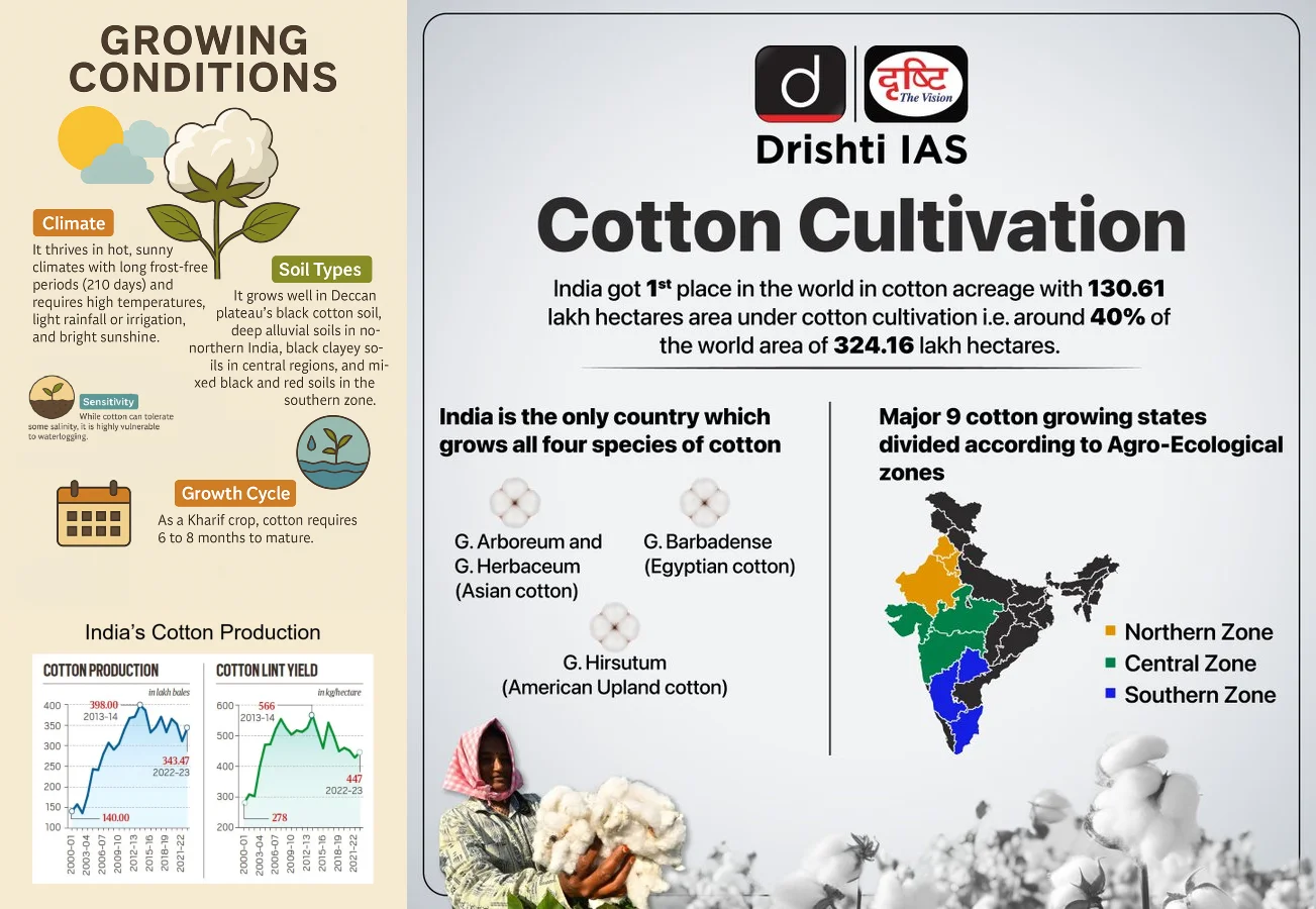 Cotton _Cultivation